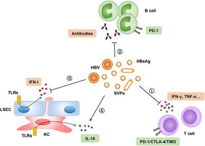 Frontiers | Toward A Functional Cure For Hepatitis B: The Rationale And ...